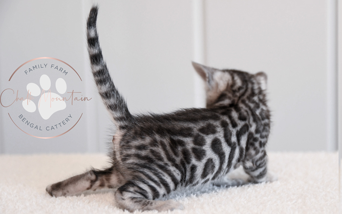 Bengal kitten for sale